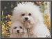 bichon bichon