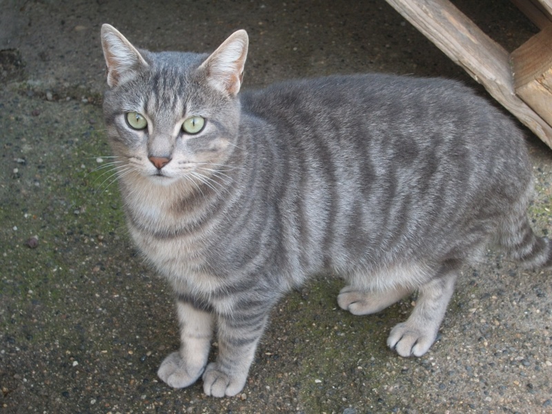 Résultat de recherche d'images pour "chats européens tigrés gris"