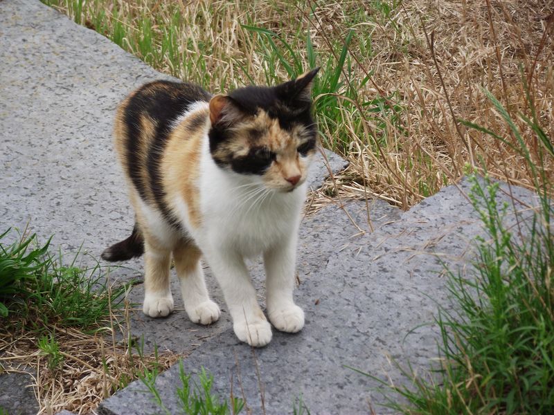 Chat son inscription et rapide