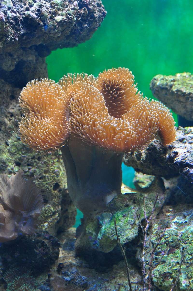 Photos coraux