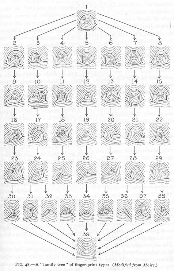 FINGERPRINTING The Classification of Fingerprints & Dermatoglyphics!