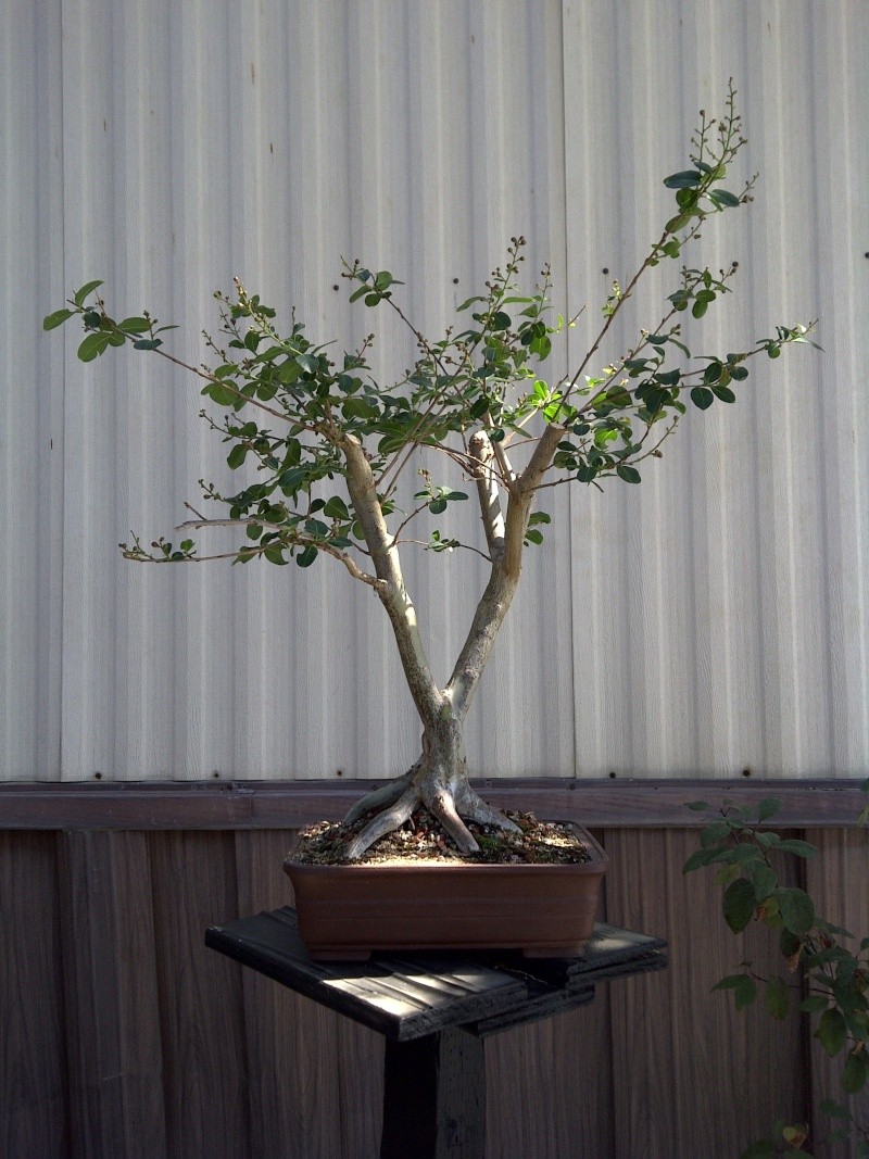 crape myrtle bonsai