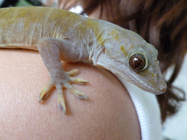 Gecko Auratus