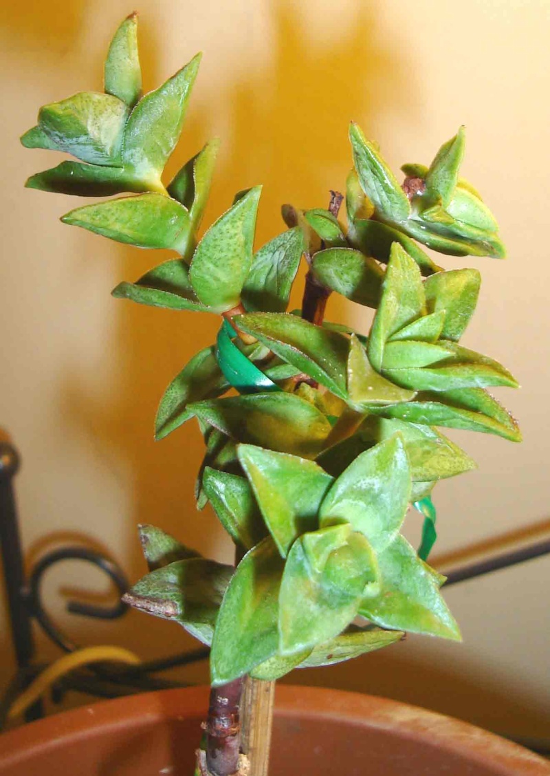 mon-cr10.jpg