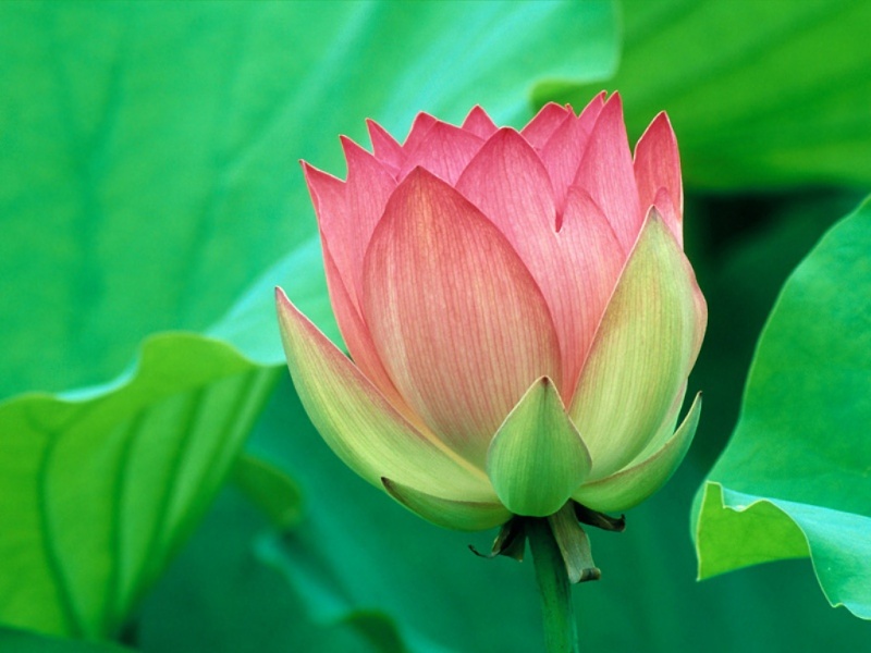 lotus-10.jpg