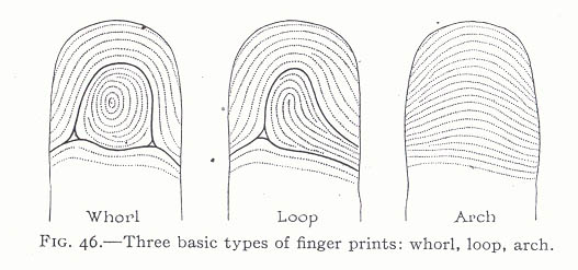 The TRIRADIUS in a fingerprint: how it develops, it's characteristics ...