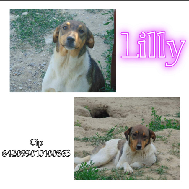 lilly10.jpg